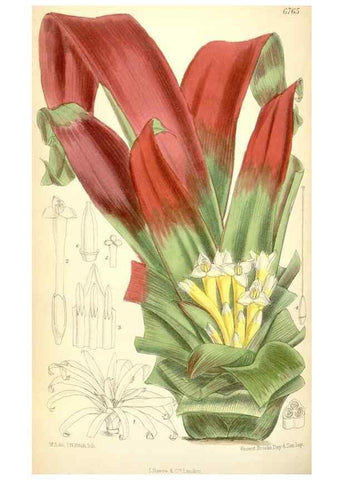 Reproducción/Reproduction 34573417994: Curtis's botanical magazine.. London ; New York [etc.] :Academic Press [etc.]