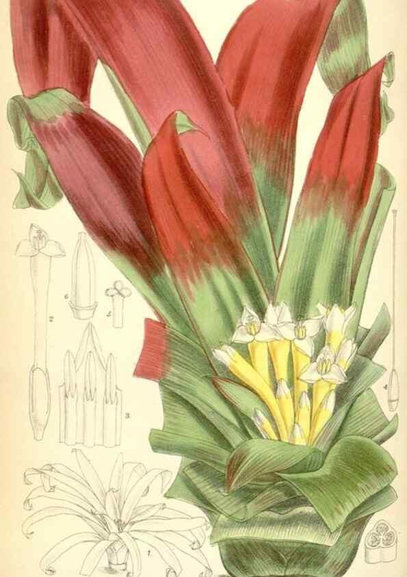 Reproducción/Reproduction 34573417994: Curtis's botanical magazine.. London ; New York [etc.] :Academic Press [etc.]