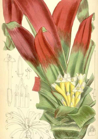 Reproducción/Reproduction 34573417994: Curtis's botanical magazine.. London ; New York [etc.] :Academic Press [etc.]