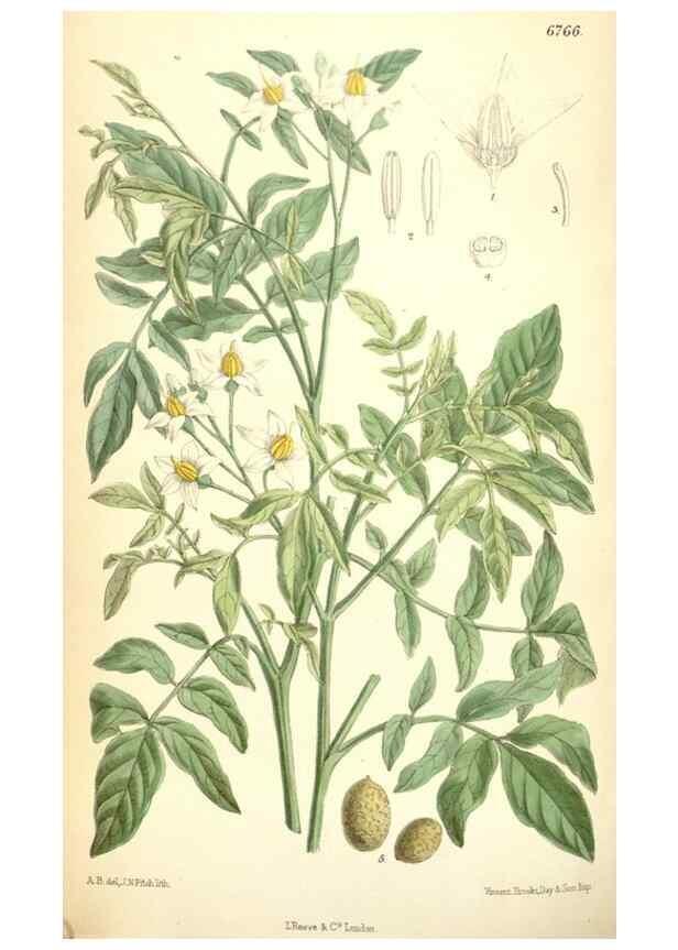 Reproducción/Reproduction 35285663581: Curtis's botanical magazine.. London ; New York [etc.] :Academic Press [etc.]