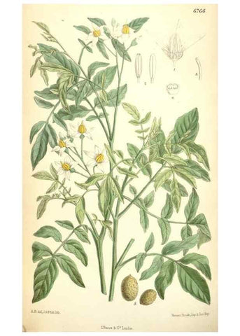 Reproducción/Reproduction 35285663581: Curtis's botanical magazine.. London ; New York [etc.] :Academic Press [etc.]
