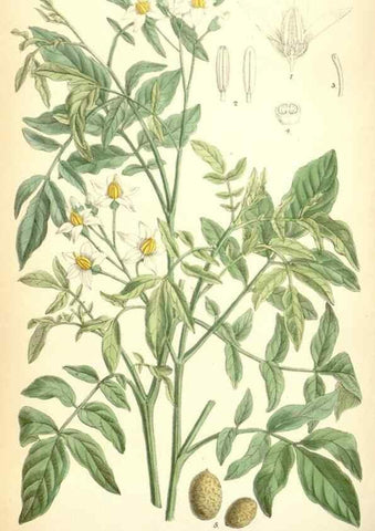Reproducción/Reproduction 35285663581: Curtis's botanical magazine.. London ; New York [etc.] :Academic Press [etc.]