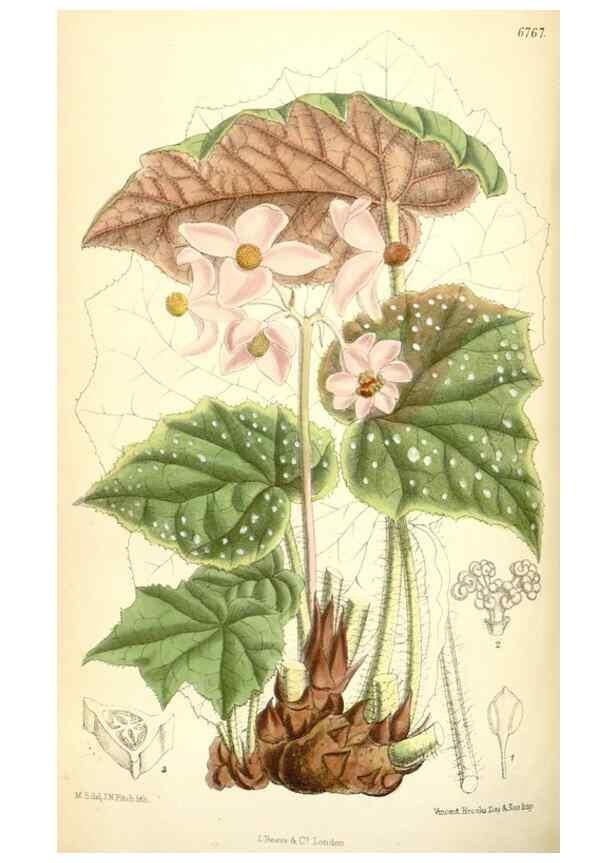 Reproducción/Reproduction 35285664551: Curtis's botanical magazine.. London ; New York [etc.] :Academic Press [etc.]