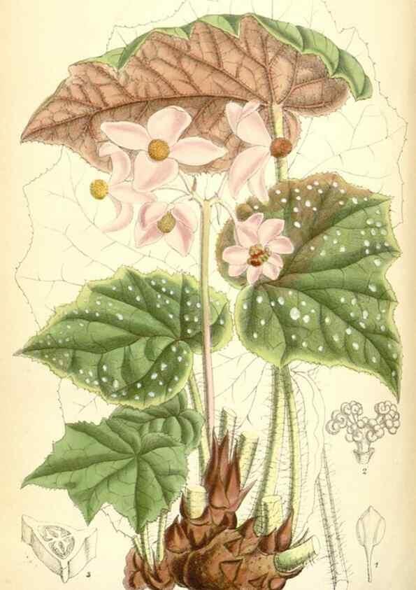 Reproducción/Reproduction 35285664551: Curtis's botanical magazine.. London ; New York [etc.] :Academic Press [etc.]