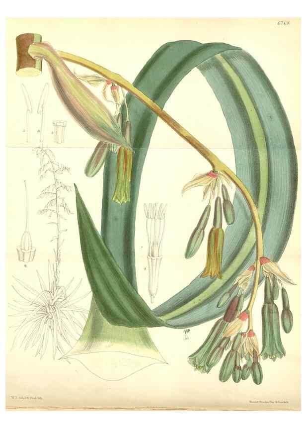 Reproducción/Reproduction 35285665351: Curtis's botanical magazine.. London ; New York [etc.] :Academic Press [etc.]