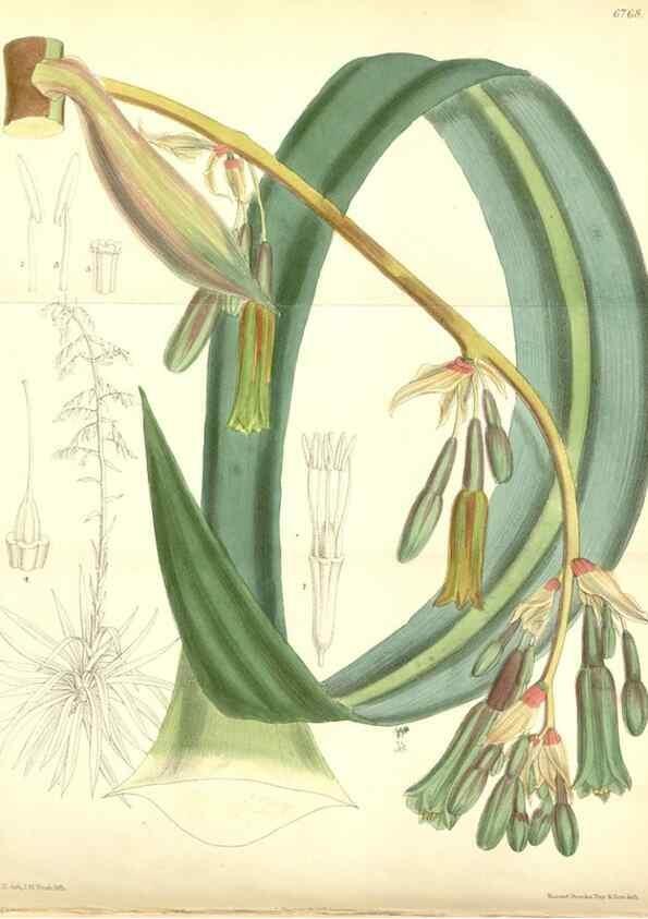 Reproducción/Reproduction 35285665351: Curtis's botanical magazine.. London ; New York [etc.] :Academic Press [etc.]