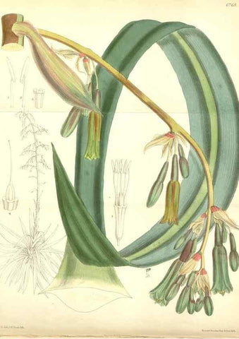 Reproducción/Reproduction 35285665351: Curtis's botanical magazine.. London ; New York [etc.] :Academic Press [etc.]