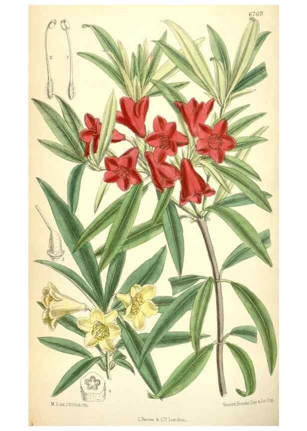 Reproducción/Reproduction 35375901566: Curtis's botanical magazine.. London ; New York [etc.] :Academic Press [etc.]
