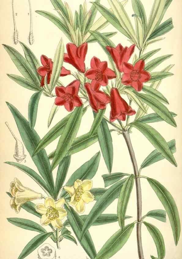 Reproducción/Reproduction 35375901566: Curtis's botanical magazine.. London ; New York [etc.] :Academic Press [etc.]