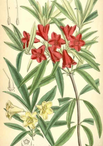 Reproducción/Reproduction 35375901566: Curtis's botanical magazine.. London ; New York [etc.] :Academic Press [etc.]