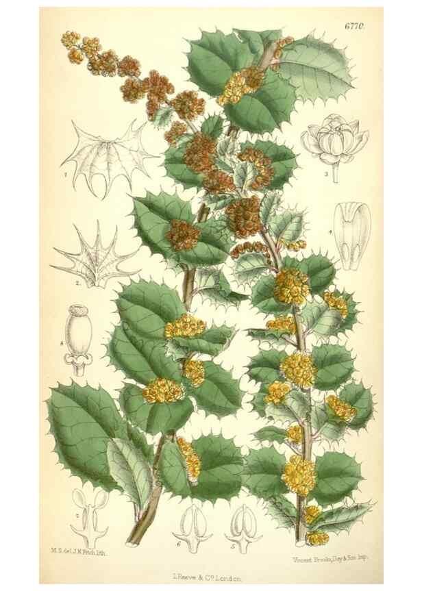 Reproducción/Reproduction 35375904106: Curtis's botanical magazine.. London ; New York [etc.] :Academic Press [etc.]