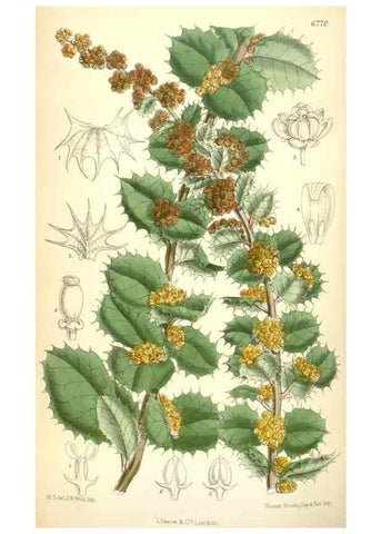 Reproducción/Reproduction 35375904106: Curtis's botanical magazine.. London ; New York [etc.] :Academic Press [etc.]