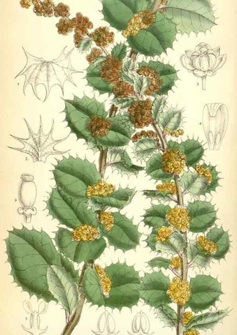 Reproducción/Reproduction 35375904106: Curtis's botanical magazine.. London ; New York [etc.] :Academic Press [etc.]