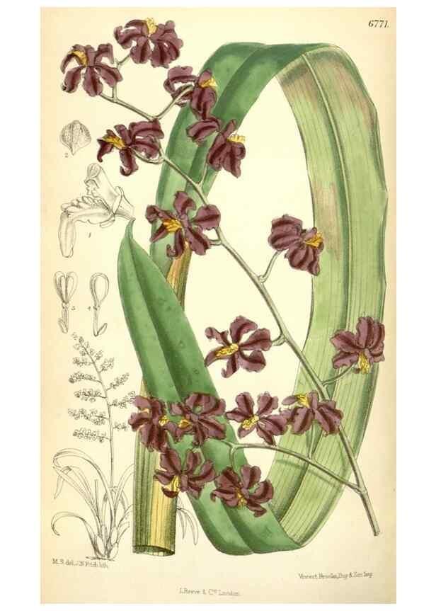 Reproducción/Reproduction 34573433974: Curtis's botanical magazine.. London ; New York [etc.] :Academic Press [etc.]