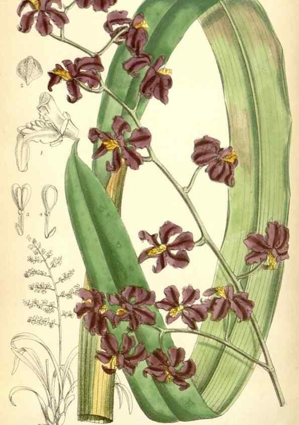 Reproducción/Reproduction 34573433974: Curtis's botanical magazine.. London ; New York [etc.] :Academic Press [etc.]