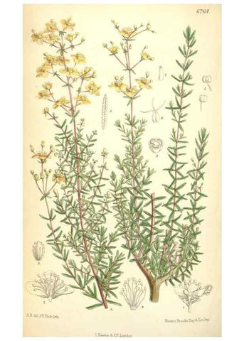 Reproducción/Reproduction 34573415884: Curtis's botanical magazine.. London ; New York [etc.] :Academic Press [etc.]