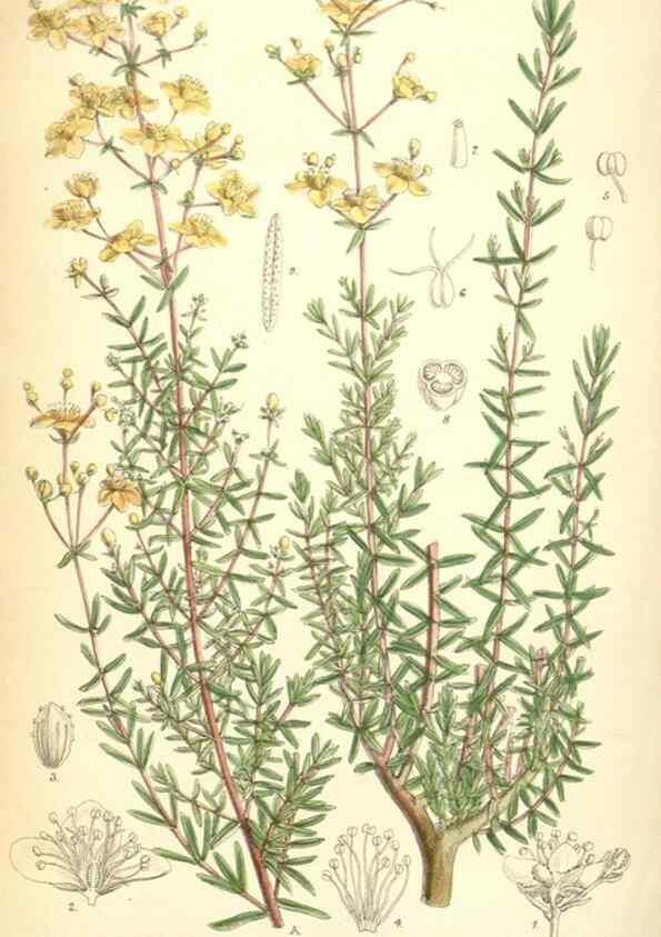Reproducción/Reproduction 34573415884: Curtis's botanical magazine.. London ; New York [etc.] :Academic Press [etc.]