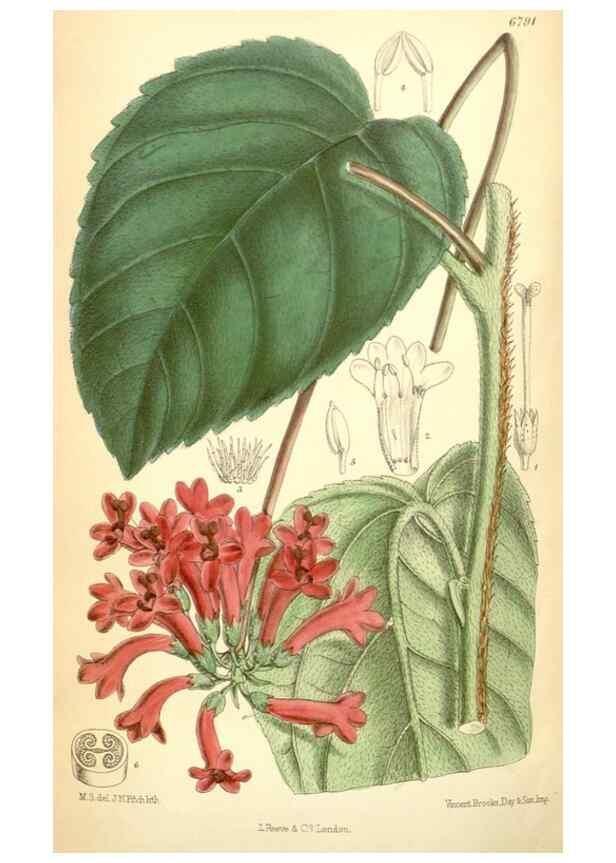 Reproducción/Reproduction 35028293540: Curtis's botanical magazine.. London ; New York [etc.] :Academic Press [etc.]
