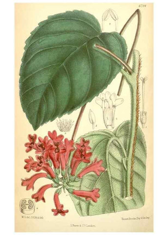 Reproducción/Reproduction 35028293540: Curtis's botanical magazine.. London ; New York [etc.] :Academic Press [etc.]