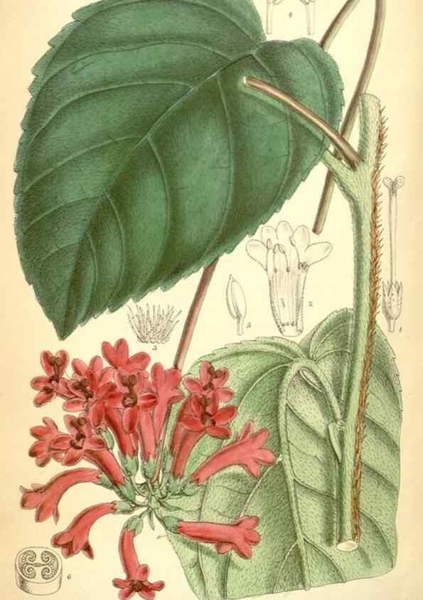 Reproducción/Reproduction 35028293540: Curtis's botanical magazine.. London ; New York [etc.] :Academic Press [etc.]