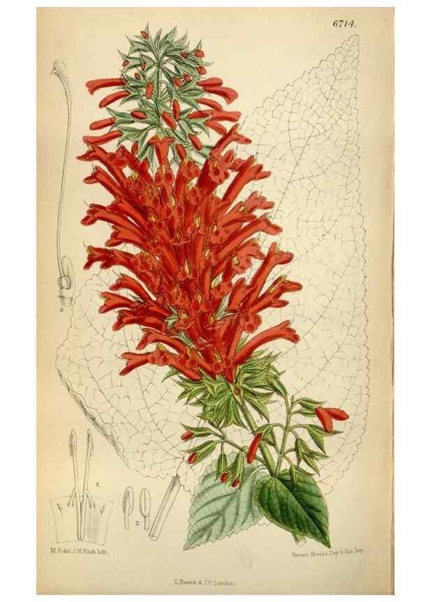 Reproducción/Reproduction 35375740476: Curtis's botanical magazine.. London ; New York [etc.] :Academic Press [etc.]