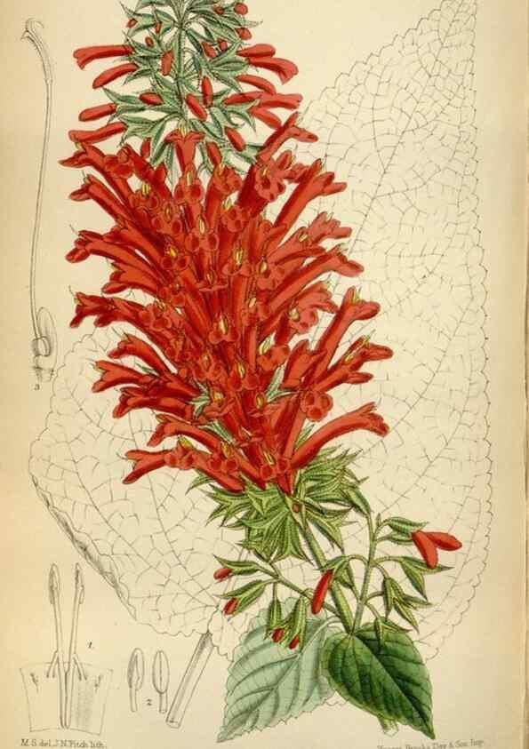 Reproducción/Reproduction 35375740476: Curtis's botanical magazine.. London ; New York [etc.] :Academic Press [etc.]