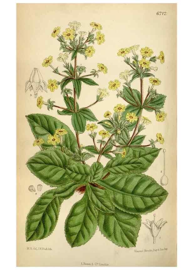 Reproducción/Reproduction 35375735456: Curtis's botanical magazine.. London ; New York [etc.] :Academic Press [etc.]