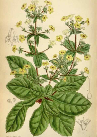 Reproducción/Reproduction 35375735456: Curtis's botanical magazine.. London ; New York [etc.] :Academic Press [etc.]