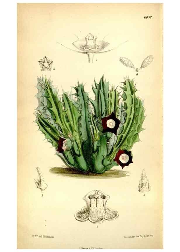 Reproducción/Reproduction 35397687955: Curtis's botanical magazine.. London ; New York [etc.] :Academic Press [etc.]