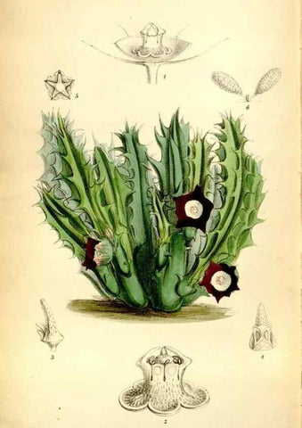 Reproducción/Reproduction 35397687955: Curtis's botanical magazine.. London ; New York [etc.] :Academic Press [etc.]