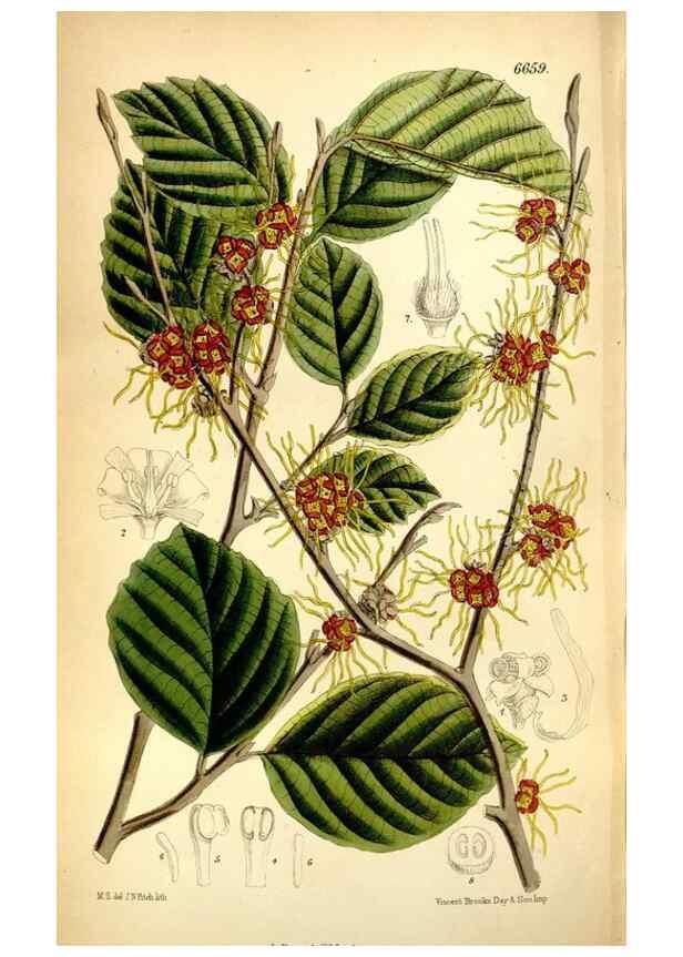 Reproducción/Reproduction 35397689015: Curtis's botanical magazine.. London ; New York [etc.] :Academic Press [etc.]
