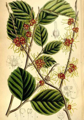 Reproducción/Reproduction 35397689015: Curtis's botanical magazine.. London ; New York [etc.] :Academic Press [etc.]