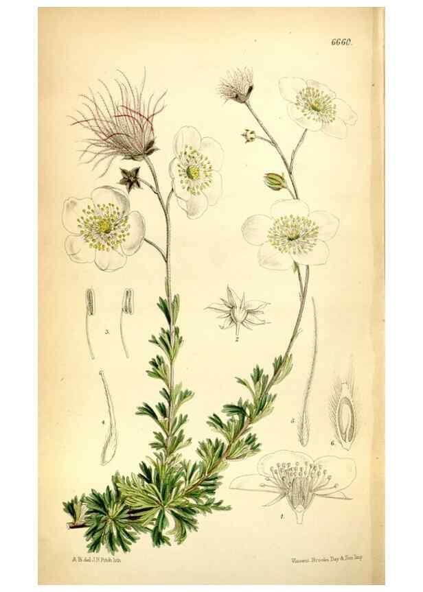 Reproducción/Reproduction 35397690375: Curtis's botanical magazine.. London ; New York [etc.] :Academic Press [etc.]