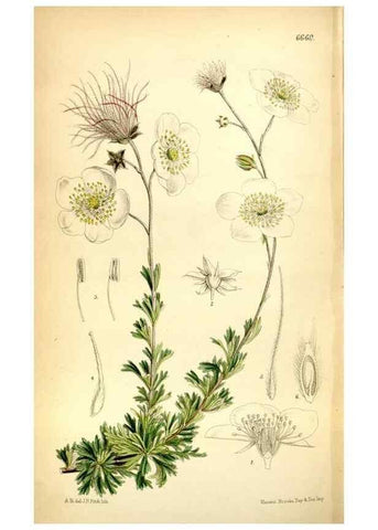 Reproducción/Reproduction 35397690375: Curtis's botanical magazine.. London ; New York [etc.] :Academic Press [etc.]