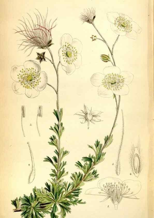 Reproducción/Reproduction 35397690375: Curtis's botanical magazine.. London ; New York [etc.] :Academic Press [etc.]