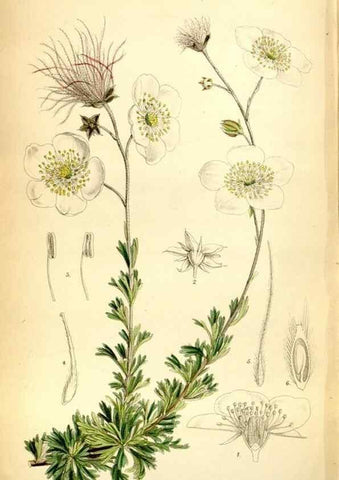 Reproducción/Reproduction 35397690375: Curtis's botanical magazine.. London ; New York [etc.] :Academic Press [etc.]
