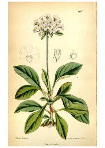Reproducción/Reproduction 35268389741: Curtis's botanical magazine.. London ; New York [etc.] :Academic Press [etc.]
