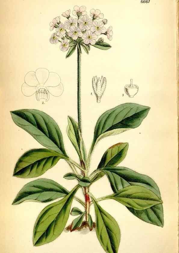 Reproducción/Reproduction 35268389741: Curtis's botanical magazine.. London ; New York [etc.] :Academic Press [etc.]