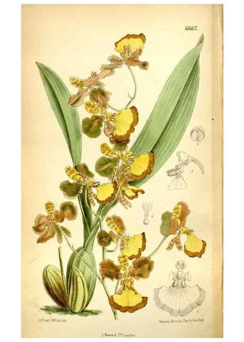 Reproducción/Reproduction 35231518282: Curtis's botanical magazine.. London ; New York [etc.] :Academic Press [etc.]