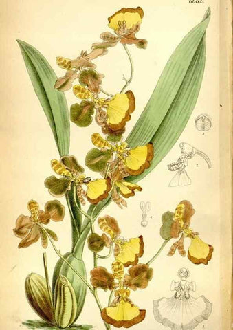 Reproducción/Reproduction 35231518282: Curtis's botanical magazine.. London ; New York [etc.] :Academic Press [etc.]