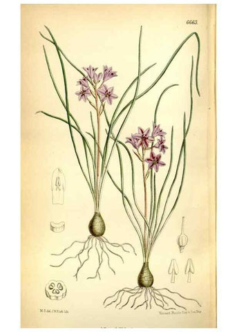 Reproducción/Reproduction 35231520542: Curtis's botanical magazine.. London ; New York [etc.] :Academic Press [etc.]