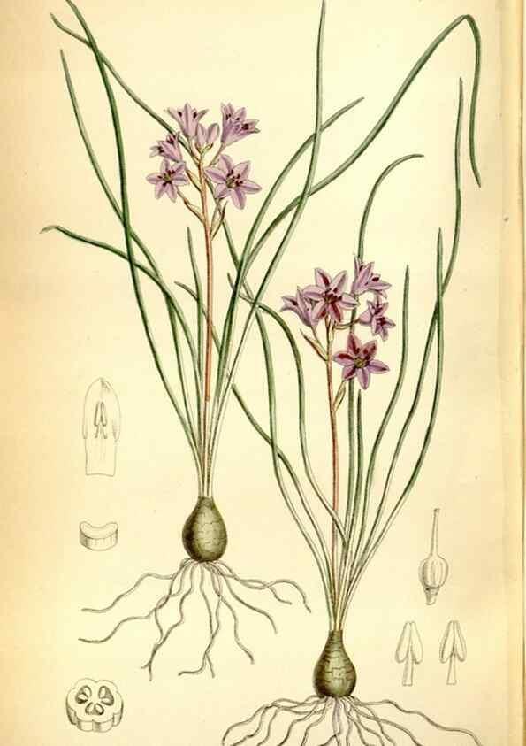 Reproducción/Reproduction 35231520542: Curtis's botanical magazine.. London ; New York [etc.] :Academic Press [etc.]