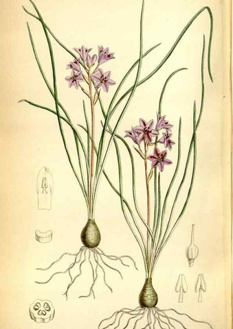 Reproducción/Reproduction 35231520542: Curtis's botanical magazine.. London ; New York [etc.] :Academic Press [etc.]