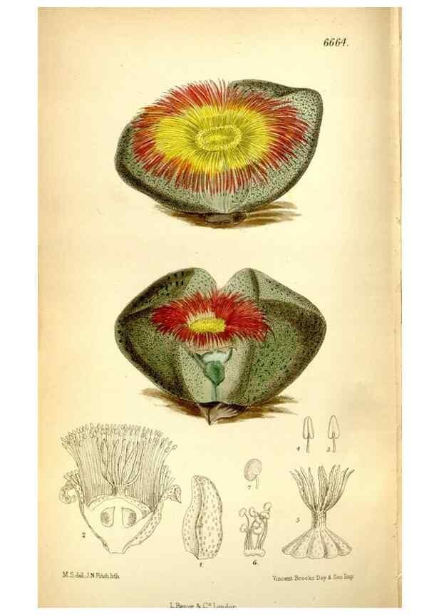 Reproducción/Reproduction 35268397141: Curtis's botanical magazine.. London ; New York [etc.] :Academic Press [etc.]