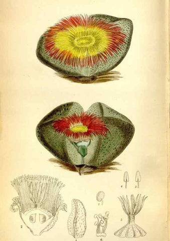 Reproducción/Reproduction 35268397141: Curtis's botanical magazine.. London ; New York [etc.] :Academic Press [etc.]