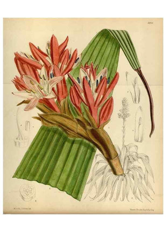 Reproducción/Reproduction 34573170964: Curtis's botanical magazine.. London ; New York [etc.] :Academic Press [etc.]