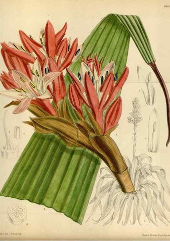 Reproducción/Reproduction 34573170964: Curtis's botanical magazine.. London ; New York [etc.] :Academic Press [etc.]