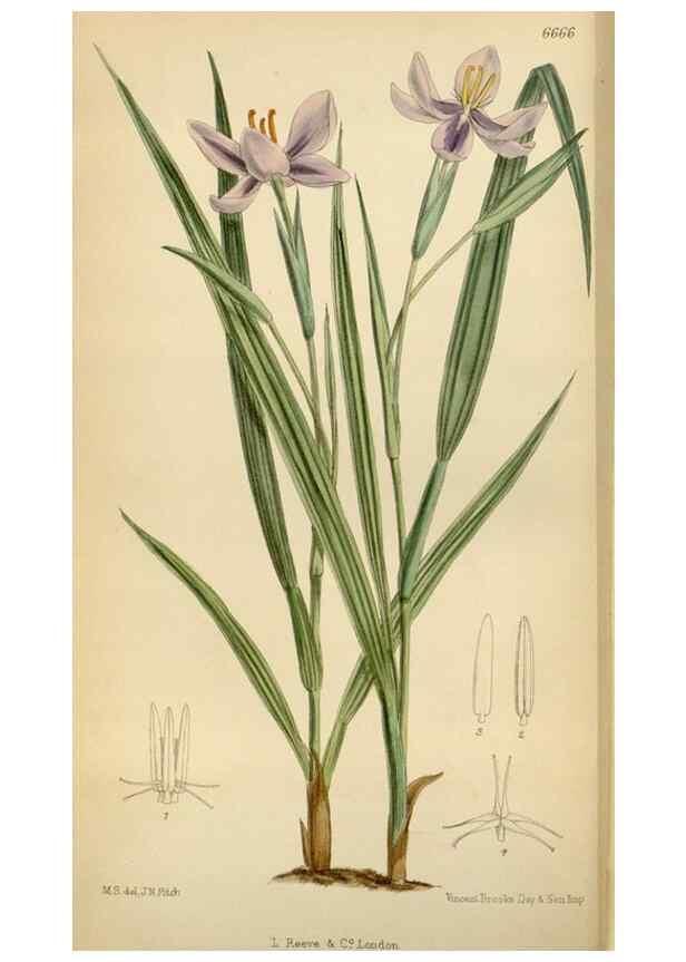Reproducción/Reproduction 34573173804: Curtis's botanical magazine.. London ; New York [etc.] :Academic Press [etc.]