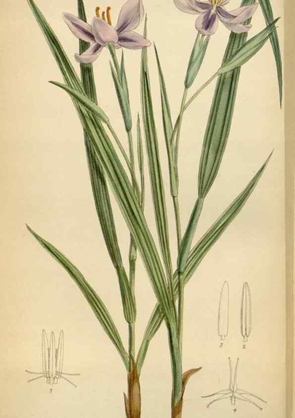 Reproducción/Reproduction 34573173804: Curtis's botanical magazine.. London ; New York [etc.] :Academic Press [etc.]
