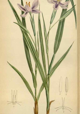 Reproducción/Reproduction 34573173804: Curtis's botanical magazine.. London ; New York [etc.] :Academic Press [etc.]